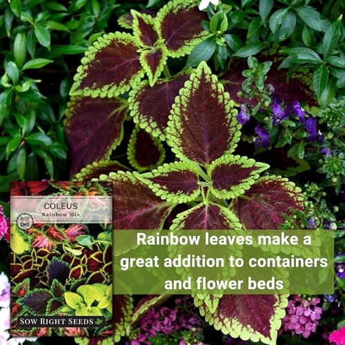Sow Right Seeds - Coleus Rainbow Mix Seeds for Planting - Beautiful Flowers to Plant in a Home Garden - Indoors or Outdoors - Non-GMO Heirloom Seeds - Attractive & Colorful - Great Gardening Gift (1)