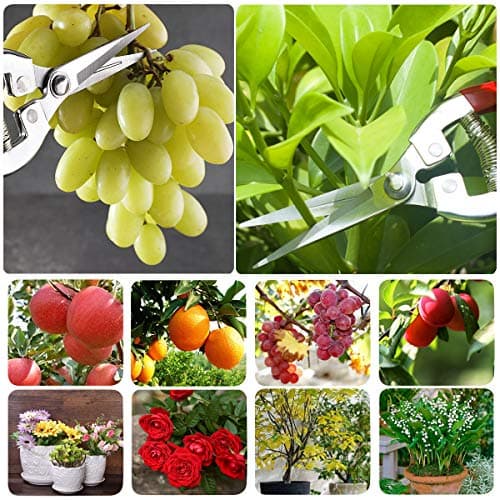 Pruning Shears with Stainless SK5 Steel Blades+Straight Tip Gardening Shears Garden Shears Garden Clippers Florist Scissors Hand Pruners Garden Tools Gardening Tools Set,Red
