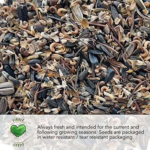 Seed Needs, Culinary Chives Seed Packet Collection (2 Individual Varieties of Chives Seeds for Planting) Non-GMO & Untreated - Includes Garlic Chives & Common Chives