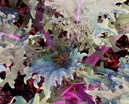 1000 Kale Mixed Seeds, This is a Mix Dwarf Blue Curled, Lacinato Dinosaur, Siberian Dwarf, Russian Red, Heirloom Non-GMO USA Grown