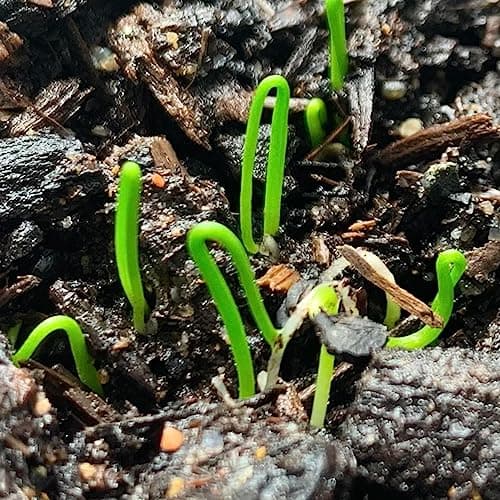 Seed Needs Chive Seeds for Planting Garlic Chives - Non-GMO Heirloom & Untreated Perennial Herbs to Grow an Indoor or Outdoor Home Herb Grown Garden (1 Pack)