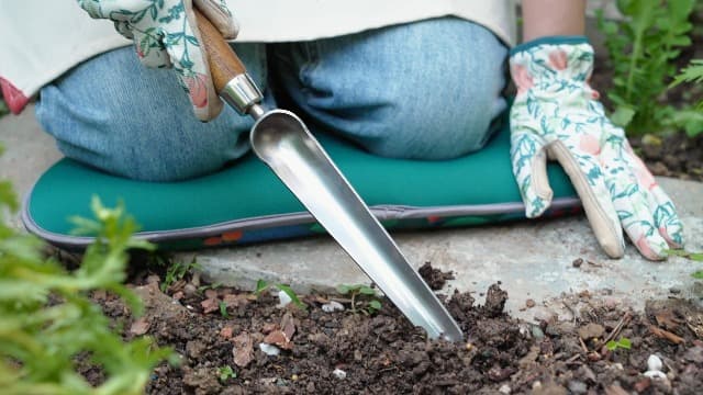 Haliaeetus Seeding Widger, Stainless Steel Garden Planting Trowel for Repotting, Long and Narrow Widger for Weeding from Tight Areas, Hand Transplanter with Wood Handle for Planting, Weeding, Digging
