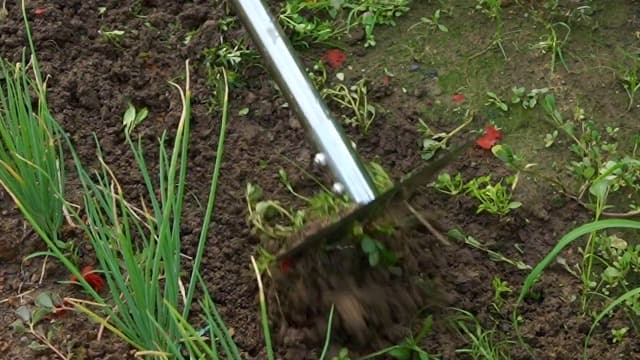 4 in 1 Garden Tool Lengths Adjustable Garden Hoe Stainless Steel Blade Head Razor Sharp Garden Hoe Tool Heavy Duty for Loosening The Soil Weeding Digging Holes Length 56.3 Inch