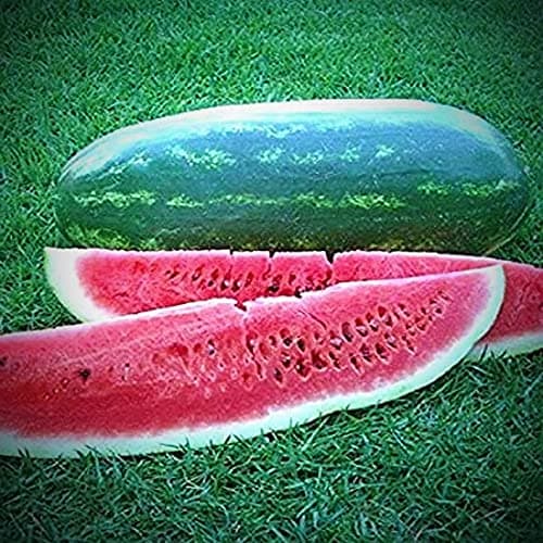 50 Congo Watermelon Seeds for Planting Heirloom and Non GMO 7 Grams of Seeds Garden Vegetable Bulk Survival Zones 3-12, green