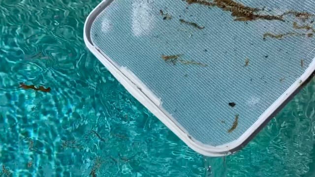 Pool and Spa Skimmer 2' overall length, Assorted colors