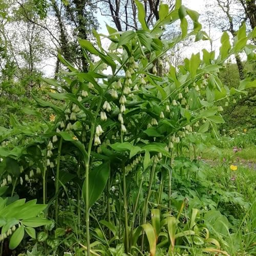 20+ Solomon's Seal Seeds Perennial Plant Bell-Shaped Flowers Garden Borders Outdoor