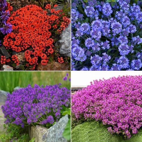 20000+ Mixed Creeping Thyme Seeds, Thymus Ground Cover Plant Seed for Outdoor Lawns Landscaping, Magic Red Purple Blue Carpet Seed for Planting, Perennial Flower for Garden Road - Non GMO Heirloom