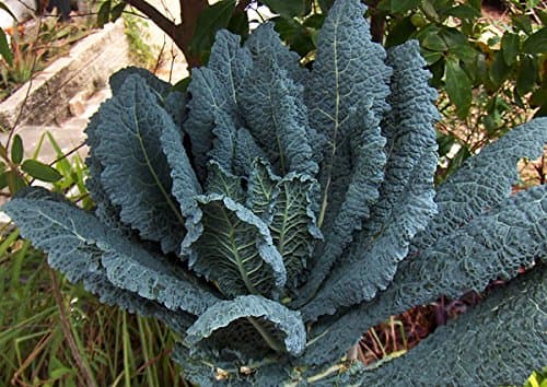 1000 Kale Mixed Seeds, This is a Mix Dwarf Blue Curled, Lacinato Dinosaur, Siberian Dwarf, Russian Red, Heirloom Non-GMO USA Grown
