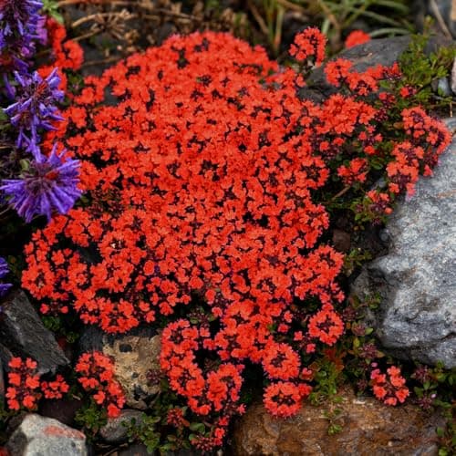 20000+ Mixed Creeping Thyme Seeds, Thymus Ground Cover Plant Seed for Outdoor Lawns Landscaping, Magic Red Purple Blue Carpet Seed for Planting, Perennial Flower for Garden Road - Non GMO Heirloom