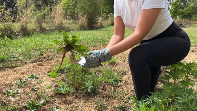 Grampa's Hand Weeder Tool - The Perfect Lightweight Easy to Use Weed Puller Tool for Garden - Durable Unique Lever Design with V-Shaped Forks Allows for Easy Removal of Weeds & Their Roots.