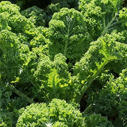 Organic Kale Seeds (Vates Blue Scotch Curled) - Approx 500 Seeds - USDA Organic, Non-GMO, Open Pollinated, Heirloom, USA Origin