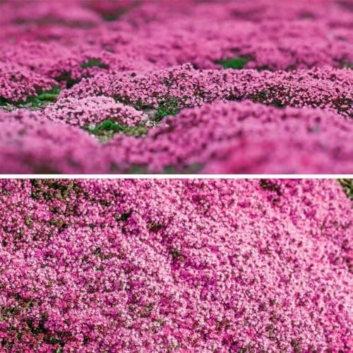 1000+ Magic Pink Creeping Thyme Seeds for Planting Ground Cover Plants Heirloom Flowers Perennial Thyme Non-GMO Thymus Serpyllum Seed