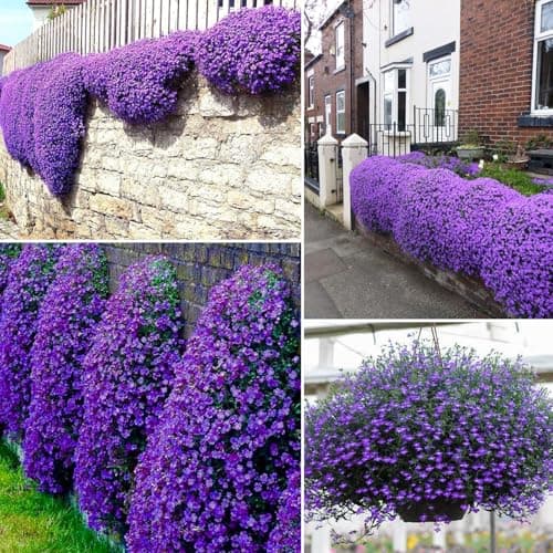 21000+ Creeping Thyme Seeds for Planting Outdoor -Perennial Flowers Plant in Home Garden Backyard Non-GMO