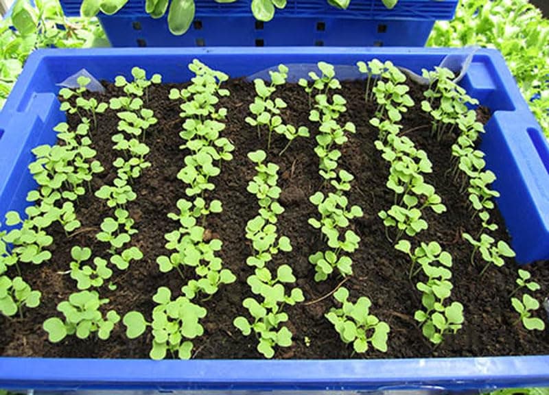 1500 Florida Broadleaf Mustard Seeds for Planting | Fast Growing | Heat and Cold Tolerant | Non-GMO | Heirloom Garden Seed - Cải bẹ xanh - Small GAI Choi