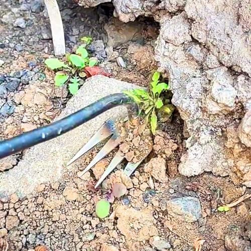 Everglowly Weeder, Everglowly Weed Removal Tool Long Handle, 4 Teeth Garden Weed Pulling Tool Uprooting Weeding Tool for Vegetable Garden Yard Planting (Large)