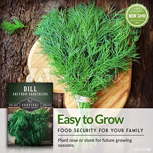 Survival Garden Seeds Herb Collection Seed Vault - Parsley, Cilantro, Basil, Lemon Balm, Dill - Non-GMO Heirloom Survival Garden Seeds for Planting - Grow Herbs Indoors Year Round