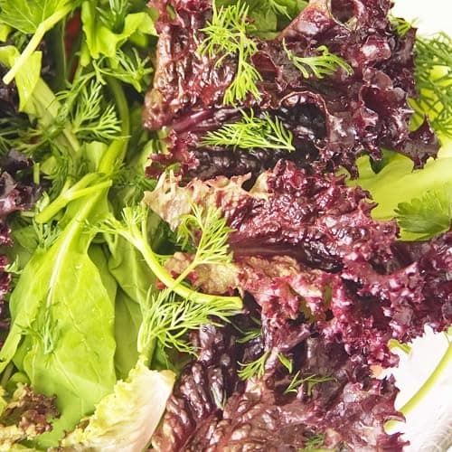 Seed Needs Lettuce Seeds for Planting - Non-GMO Heirloom & Untreated - Grow a Home Grown Outdoor Garden or an Indoor Hydroponics Garden - Homestead Sampler Kit (14 Packs)