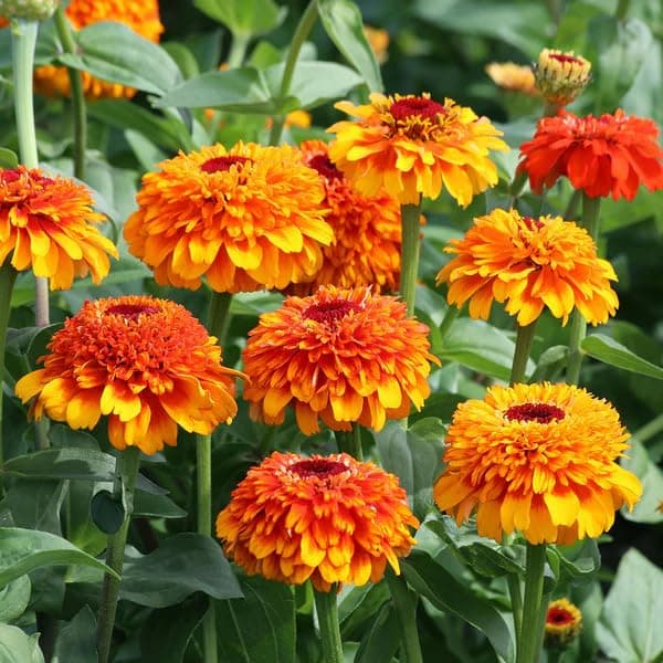 50+Annual Zinderella Zinnia Seed for Planting Outdoor- Rare Flower Plant Seeds for Garden Beds Border Home Heat Tolerant