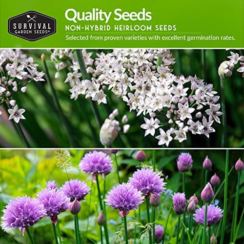Survival Garden Seeds Chive Seed Collection - Common & Garlic Chives – 2 Packets of Non-GMO Heirloom Open-Pollinated Herb Seed Varieties to Plant in Your Vegetable Garden – Seed Saver Instructions