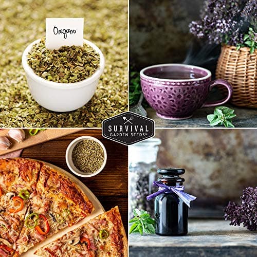 1 Pack Oregano Seed for Planting - Packet with Instructions to Grow in Origanum Vulgare Herbs Your Home Vegetable Garden - Non-GMO Heirloom Variety - Survival Garden Seeds