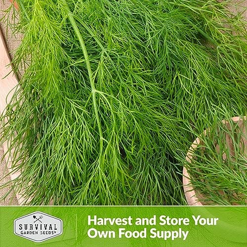 Survival Garden Seeds Compact Dill for Planting - 1 Seed Packet with Instructions to Plant & Grow Container Sized Dwarf Dill Herb Plants in Your Home Garden - Non-GMO Heirloom Variety