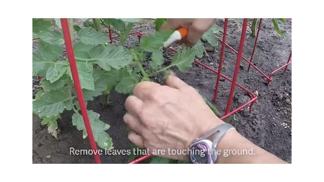 Gardener’s Supply Company Extra Tall Heavy-Guage Square Tomato Cages | Easy Fold Plant Supports & Vegetable Garden Stakes | 14.25" x 14.25" x 65" - Red (Set of 2)
