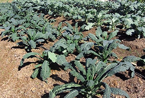1000 Kale Mixed Seeds, This is a Mix Dwarf Blue Curled, Lacinato Dinosaur, Siberian Dwarf, Russian Red, Heirloom Non-GMO USA Grown