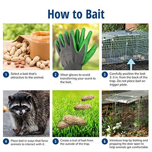 HAVAHART 1079SR Large 1-Door Humane Catch and Release Live Animal Trap Cage - Live Raccoon Trap, for Bobcats, Beavers, Dogs, & More