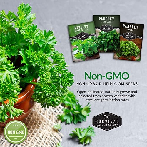 Parsley Seed Collection - Italian Giant, Curled, Flat Leaf - 3 Packets of Non-GMO Heirloom Open-Pollinated to Plant in a Vegetable or Herb Garden - Seed Saver Instructions - Survival Garden Seeds