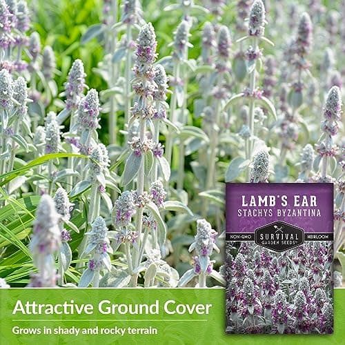 Lamb's Ear Seeds for Planting - 1 Packet with Instructions to Plant & Grow Lambs Ear Plant, Shade & Drought Tolerant Wooly Betony in Your Home Garden - Non-GMO Heirloom Variety - Survival Garden Seeds
