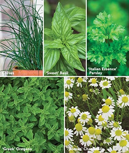 Burpee Culinary Classics Garden Collection 10 Packets of Non-GMO Chives, Cilantro, Basil, Sage, Thyme, Dill, Parsley, Chamomile, Marjoram & Oregano | Kitchen Herb Variety Pack, Seeds for Planting