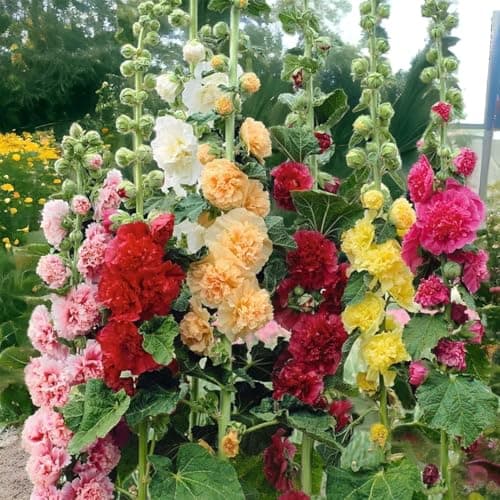 350+ Hollyhock Seeds Carnival Mix Giant Mallow Double Hollyhock Flowers Seed Perennial Outdoor Home Garden Flower