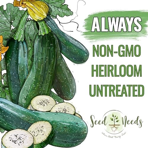 Seed Needs Zucchini Seeds for Planting Black Beauty Summer Squash - Non-GMO, Heirloom & Untreated - Prolific Yields of Delicious Zucchinis in a Home Grown Outdoor Vegetable Garden (1 Pack)