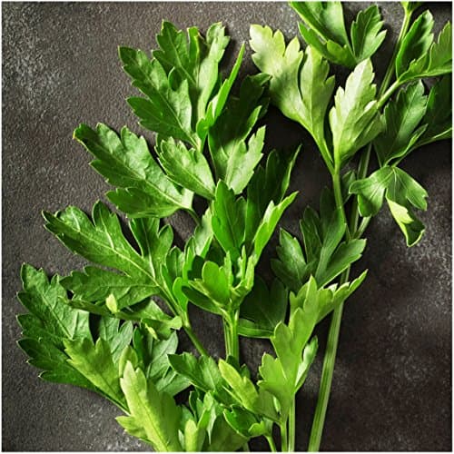 Seed Needs, Italian Flat Leaf Parsley Seeds - 600 Heirloom Seeds for Planting Petroselinum crispum - Non-GMO & Untreated Culinary Herbs for an Indoor / Outdoor Garden (1 Pack)