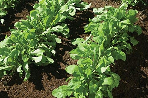 Gaea's Blessing Seeds - Arugula Seeds - Roquette Rocket Heirloom - Non-GMO Seeds with Easy to Follow Planting Instructions - 90% Germination Rate (Pack of 1)