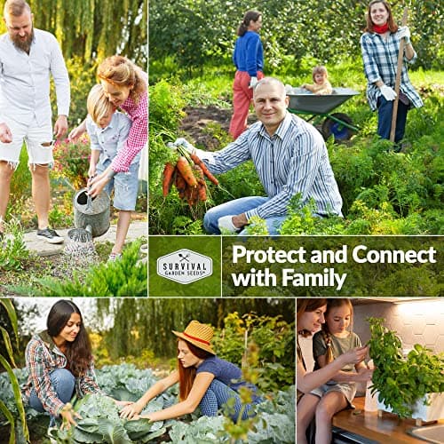 Survival Garden Seeds 1 Pack Muncher Cucumber Seeds for Planting – Seed Packet with Instructions to Grow Burpless Slicing Cucumbers in Your Home Vegetable Garden - Non-GMO Heirloom Variety