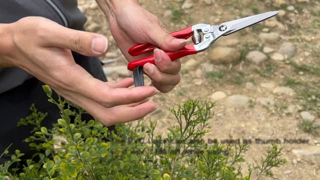 Gardeness Pruning Shear Straight Pruning Snip with Stainless Steel Serrated Blade, Adjustable Joint Screw Micro Tip Garden Scissor for Arranging, Trimming, Harvesting Fruit, Vegetables, Made in Taiwan