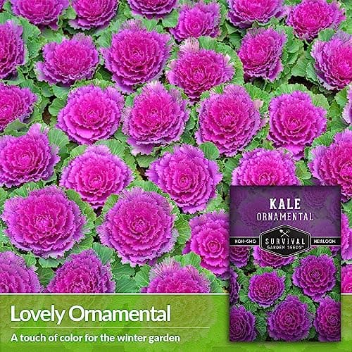 Ornamental Kale Seed for Planting - 1 Packet with Instructions for Growing Ornamental Flowering Kale Plants in Your Home Vegetable Garden - Non-GMO Heirloom Variety - Survival Garden Seeds