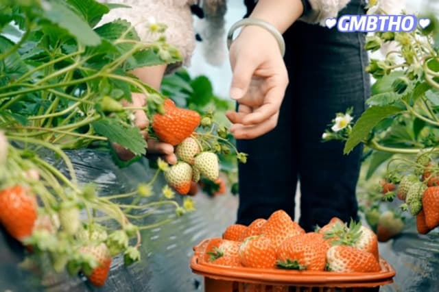 Mix Fruit Seeds 1100+ Berry Seeds for Planting Strawberry Raspberry Mulberry Blueberry Elderberry Cherry - 6 Varieties Individually Packaged Non-GMO for Home Garden