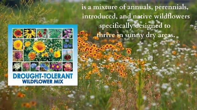Drought Resistant Wildflower Seeds - 1oz, Open-Pollinated Bulk Flower Seed Mix for Beautiful Perennial, Annual Garden Flowers - No Fillers - 1 oz Packet
