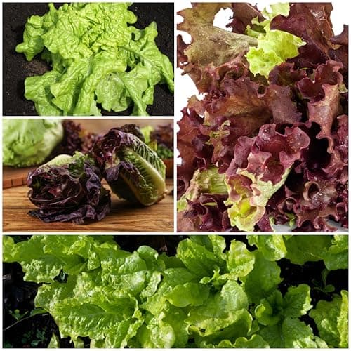 Seed Needs Lettuce Seeds for Planting - Non-GMO Heirloom & Untreated - Grow a Home Grown Outdoor Garden or an Indoor Hydroponics Garden - Homestead Sampler Kit (14 Packs)