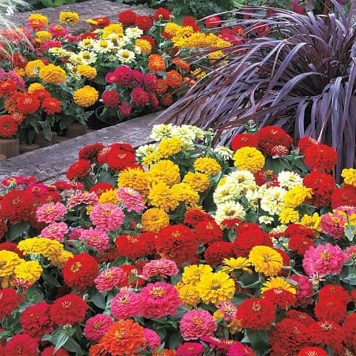 1200+ Crazy Blend Zinnia Seeds for Planting, Heat & Drought Tolerant, Zinnia Elegans Lilliput Seeds, Garden Cut Flower Mix, Non GMO, Untreated Mixed Color Zinnia Flowers