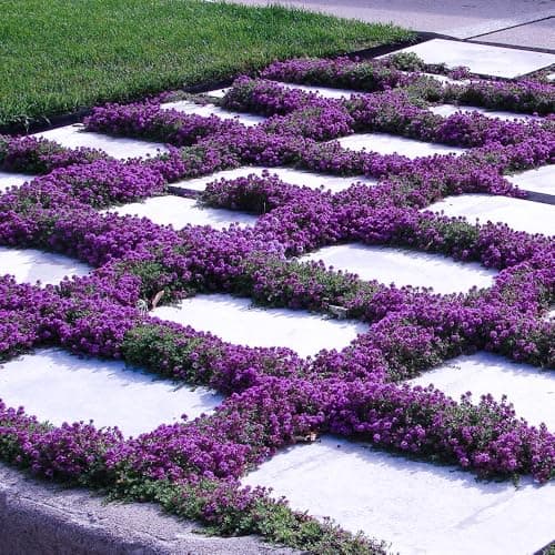 21000+ Creeping Thyme Seeds for Planting Outdoor -Perennial Flowers Plant in Home Garden Backyard Non-GMO