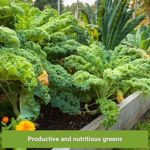 Sow Right Seeds - Kale Seed Collection for Planting - Non-GMO Heirloom Packet with Instructions to Plant and Grow a Home Vegetable Garden, Great Gardening Gift