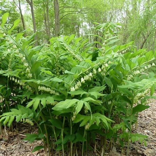 20+ Solomon's Seal Seeds Perennial Plant Bell-Shaped Flowers Garden Borders Outdoor