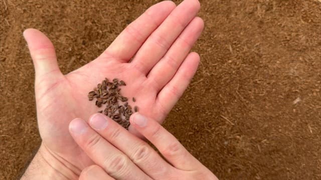 Seed Needs Orange Butterfly Milkweed Seeds for Planting - Heirloom & Untreated - Grow a Butterfly Garden to Attract Monarch Butterflies & Pollinators (2 Packs)