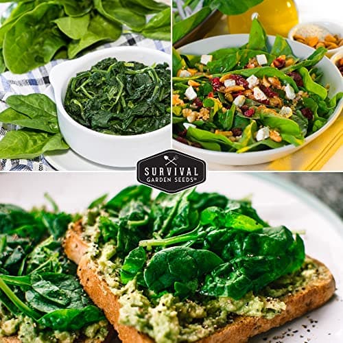Survival Garden Seeds Spinach Seed Collection – 3 Packets of Seeds with Growing Instructions – Viroflay, Noble, Bloomsdale Spinach Varieties – Non-GMO Heirloom Open-Pollinated Seeds to Plant