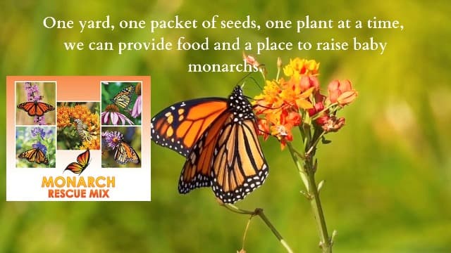 Monarch Butterfly Rescue Wildflower Seed Packet - 1oz, Open-Pollinated Wildflower, No Fillers, Annuals, Perennials and Milkweed Seeds for Monarch Butterfly 1oz