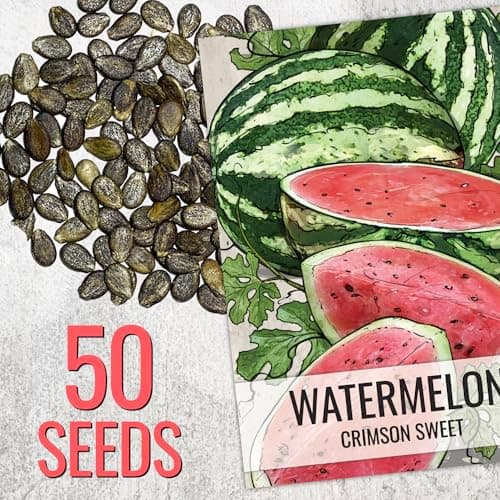 Seed Needs Watermelon Seeds for Planting Crimson Sweet Watermelons - Non-GMO Heirloom & Untreated - Grow an Outdoor Home Grown Garden Filled with Sweet Fruits (1 Pack)