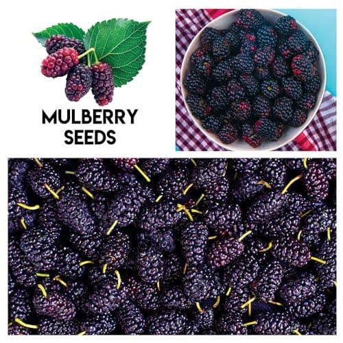 Fruit Garden Seeds Kit for Growing - Elderberry, Blueberry, Red Strawberry, White Strawberry, Raspberry, Mulberry. 100 Seeds of Each Fruit - Packaged Individually